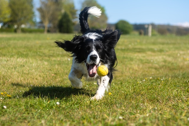 dog running in a fenced field